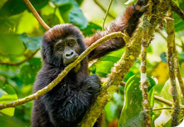 6-Day Wildlife Sighting <span>in Uganda, Including Gorilla Trekking</span>